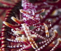   Crinoid Shrimp. YellowLembeh Batu sandar3Canon 40D Canon 60 macro 2xYS1101100 f13 Asa100 Shrimp sandar-3 sandar3 sandar 2xYS-110 2xYS110 2xYS 110 1/100 1100 100  